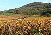 Vignes en automne