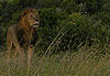 Mara - Lion, retour de balade ?