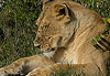 Mara - Même une lionne peut prendre des coups