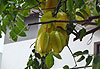 Caramboles