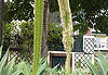 Plante : cou de cygne Superbe plante