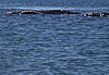 La sieste des baleines