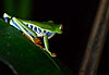 Grenouille aux yeux rouges