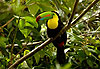 Toucan à bec multicolore