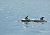 Dauphins