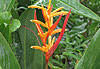 Flore de Guyane