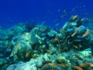Photo hotel Kuredu Island Resort
