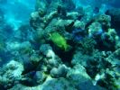 Photo hotel Kuredu Island Resort