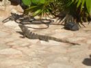 H 10 Ocean Maya