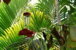 G�tes Koumbala