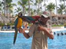 Photo hotel Majestic Colonial Punta Cana