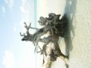 Photo hotel Rihiveli Beach Resort