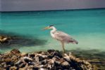 Photo hotel Kuramathi Cottage