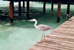 Photo hotel Velidhu Island Resort
