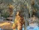Sofitel Pavillon Winter Louxor