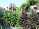 Chambres d'h�tes chez Petru et Maria Stefanov