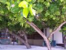 Photo hotel Banyan Tree Maldives Vabbinfaru