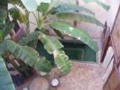 Riad Les Ins�parables