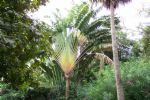 Photo hotel La Paillote Village H�tel