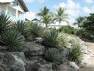 Photo hotel Dreams La Romana Resort & Spa