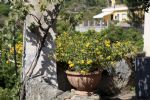 Photo hotel Il Limoneto