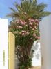 Photo hotel Club Marmara Narjess