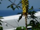 Photo hotel Alamanda G�tes