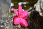 Photo hotel Rom Orchid Garden and Home Stay