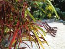 Photo hotel Le Refuge Tropical