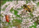 Photo hotel Au Jardin Fleuri