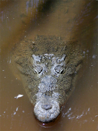 Crocodile dans les mar�cages