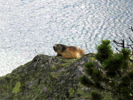 Marmotte