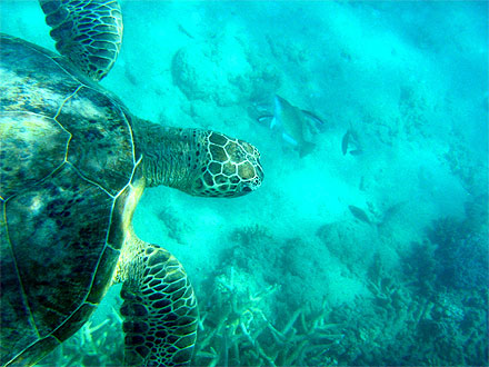 Tortue marine