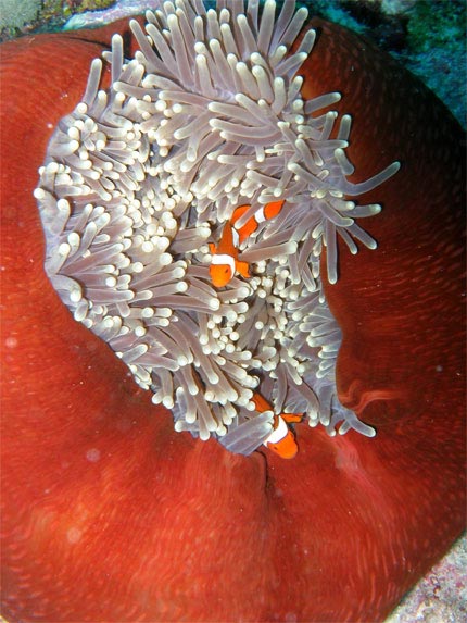 Poisson-clown dans son an�mone