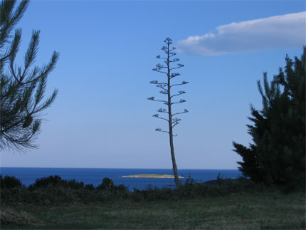 Bord de mer � Premantura