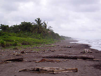 La plage des tortues