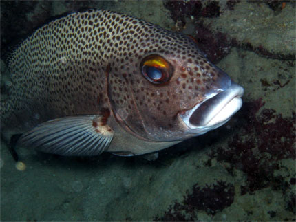 Gaterin tachet� (plectorhinchus picus)
