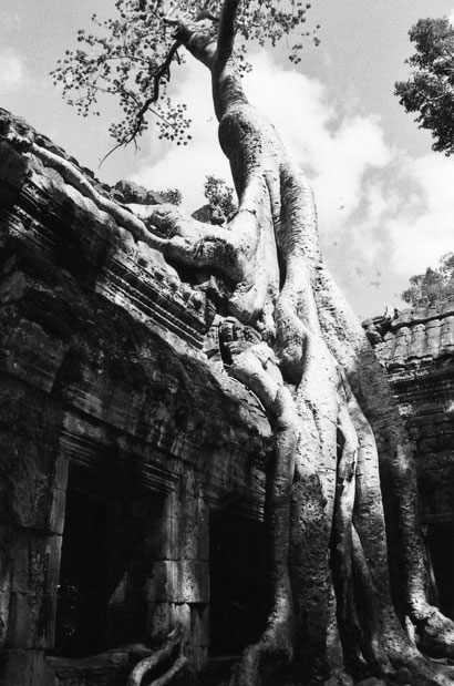 Un tr�s vieil arbre
