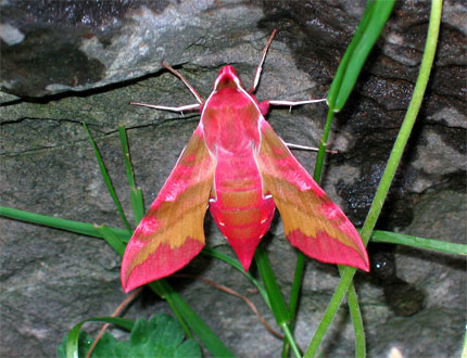 Sphinx de la vigne