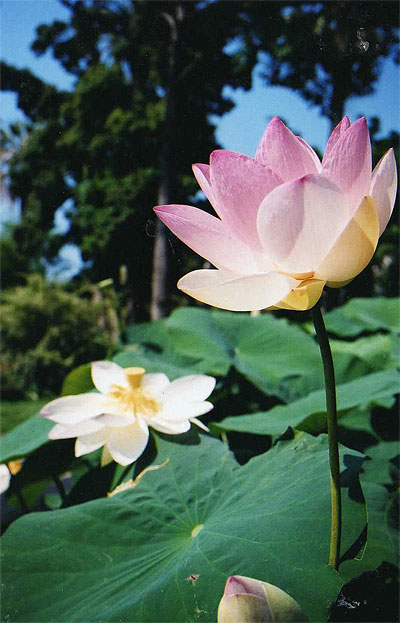 Flore de la C�te d'Azur