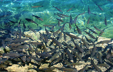 Eaux limpides des lacs de Plitvice