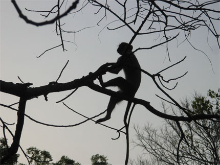 Singe vert en ombre chinoise