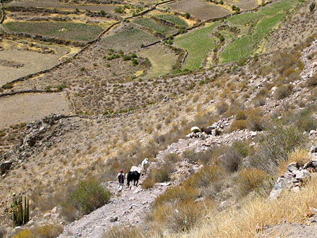 Terrasses cultiv�es dans la vall�e de la Colca