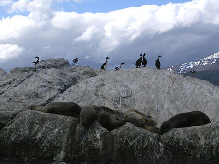 Cormorans et lions de mer