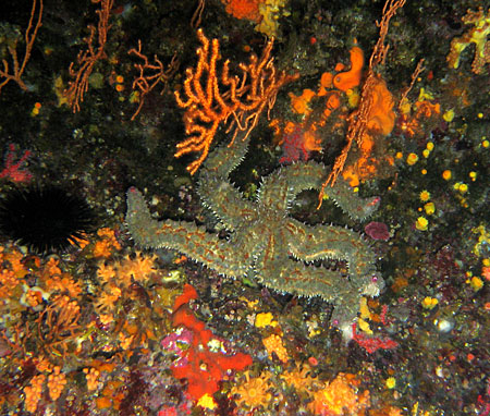 Etoile de mer