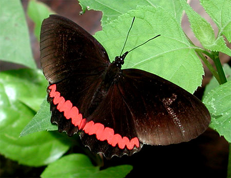 Papillon