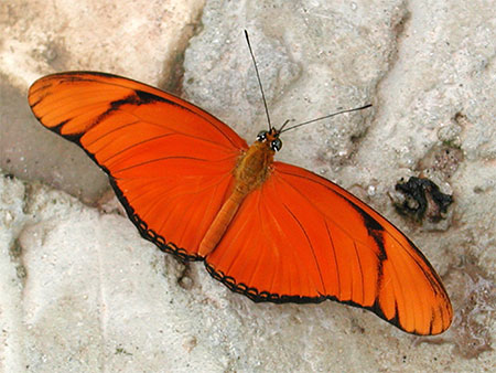 Papillon orange
