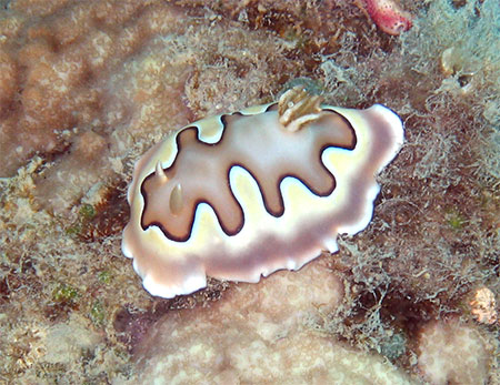 Nudibranche Chromodoris Coi