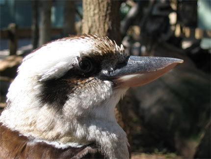 kookaburra