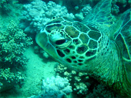 Tortue verte